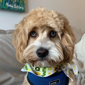 Meet your Posher, Jordan